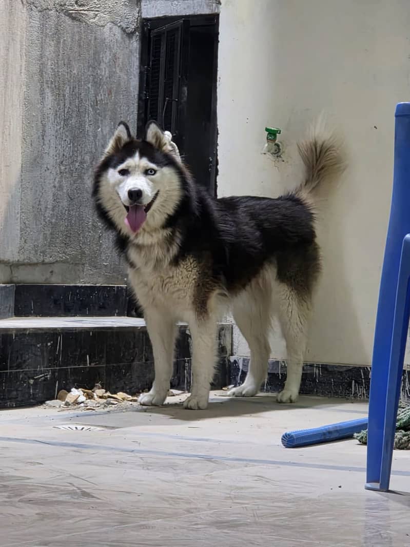 Husky 2
