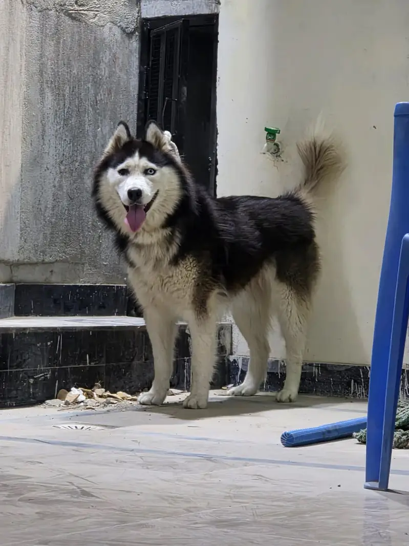 Husky — photo 3