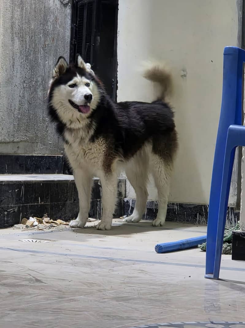 Husky 3