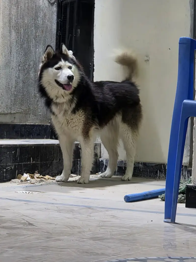 Husky — photo 4