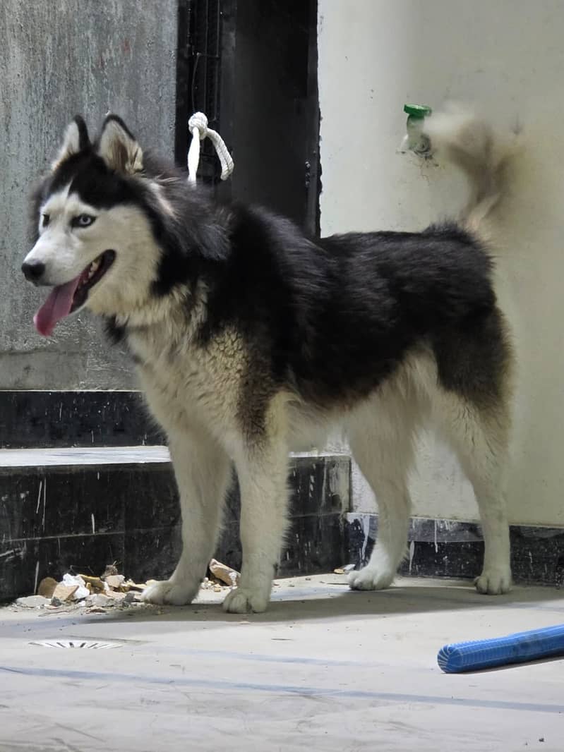 Husky 4