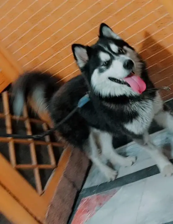 Husky — photo 6