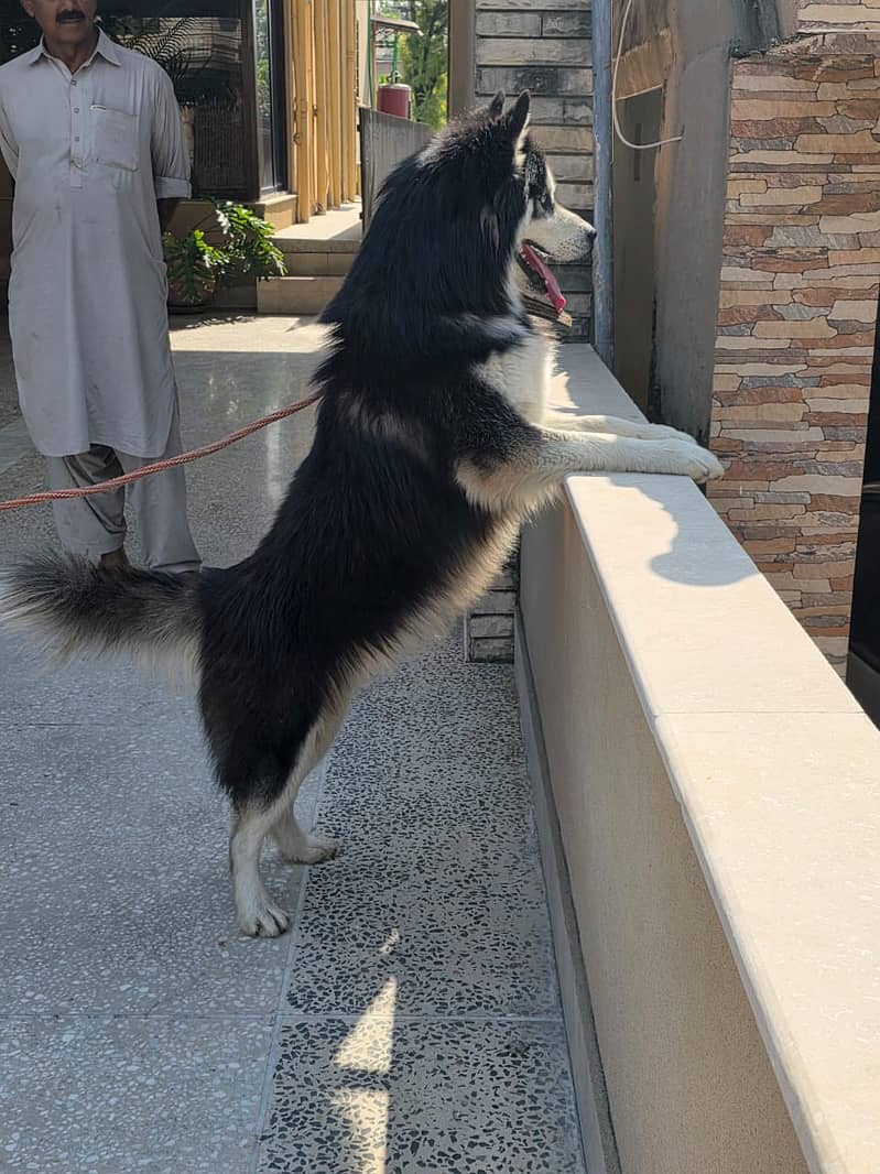 Husky 6