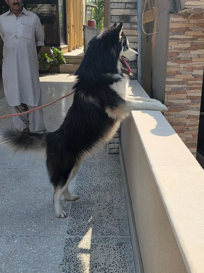Husky — photo 7
