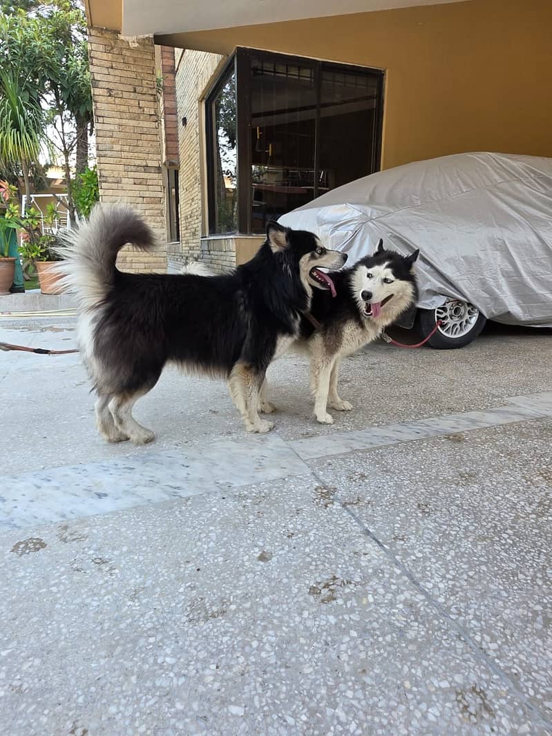 Husky 7