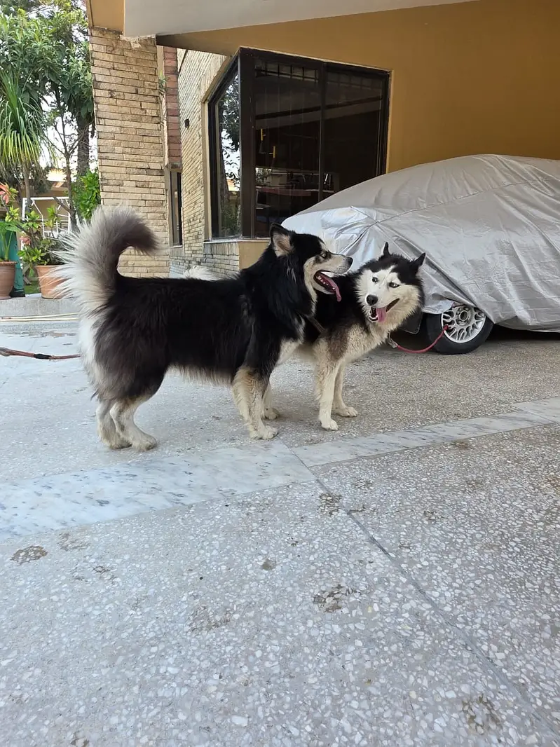 Husky — photo 8