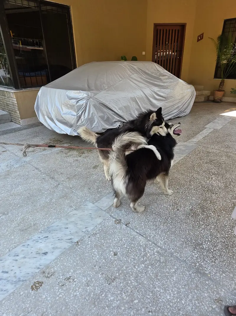 Husky — photo 9