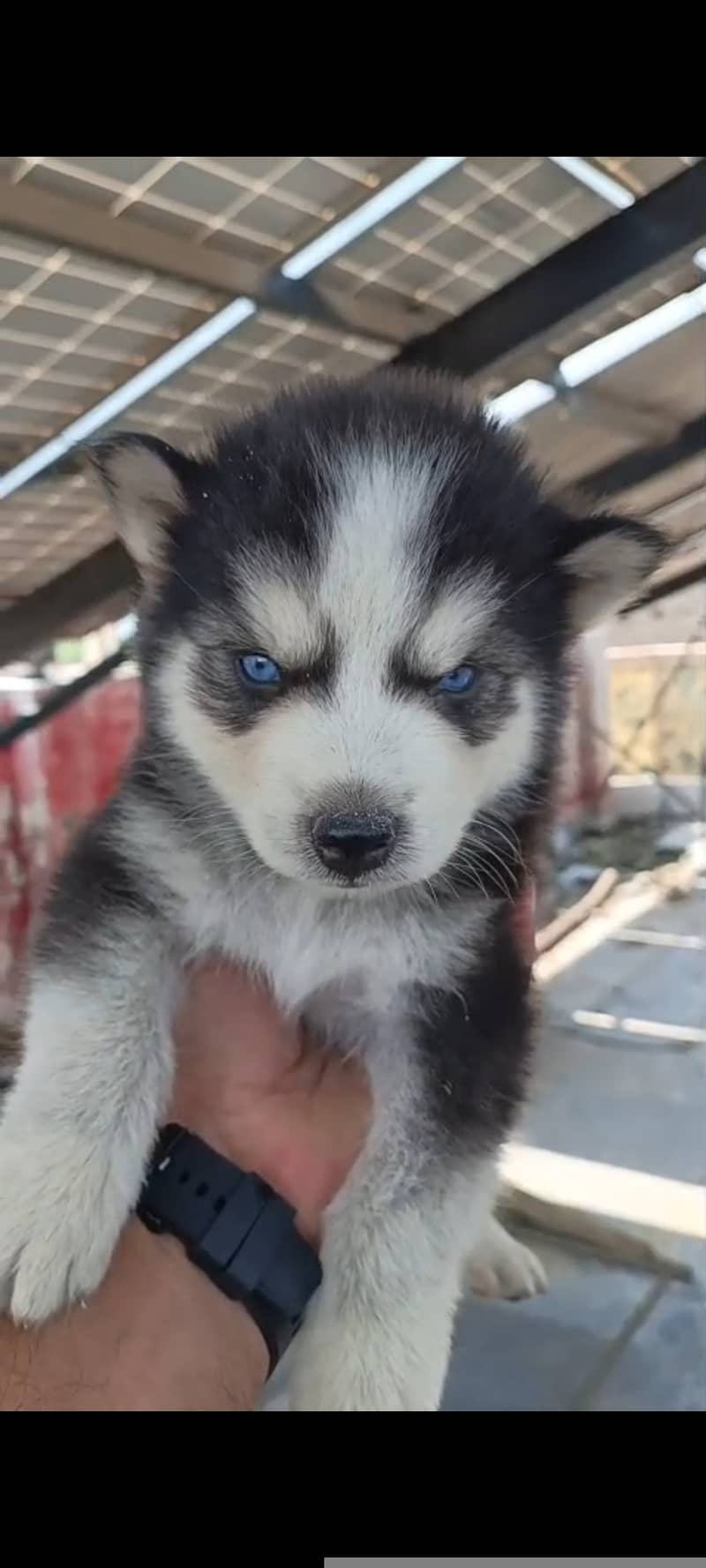 Husky 9