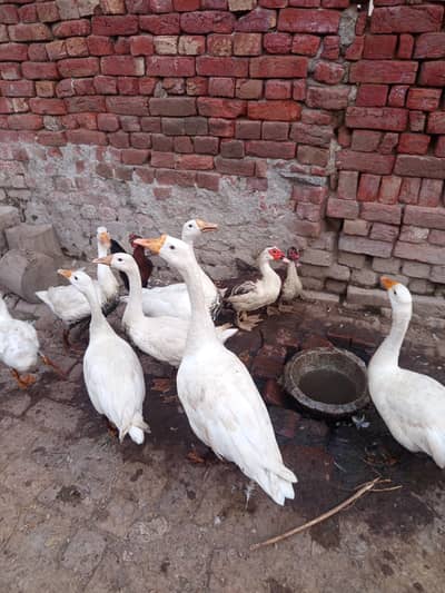 White long neck . Desi duck. Muscovy.