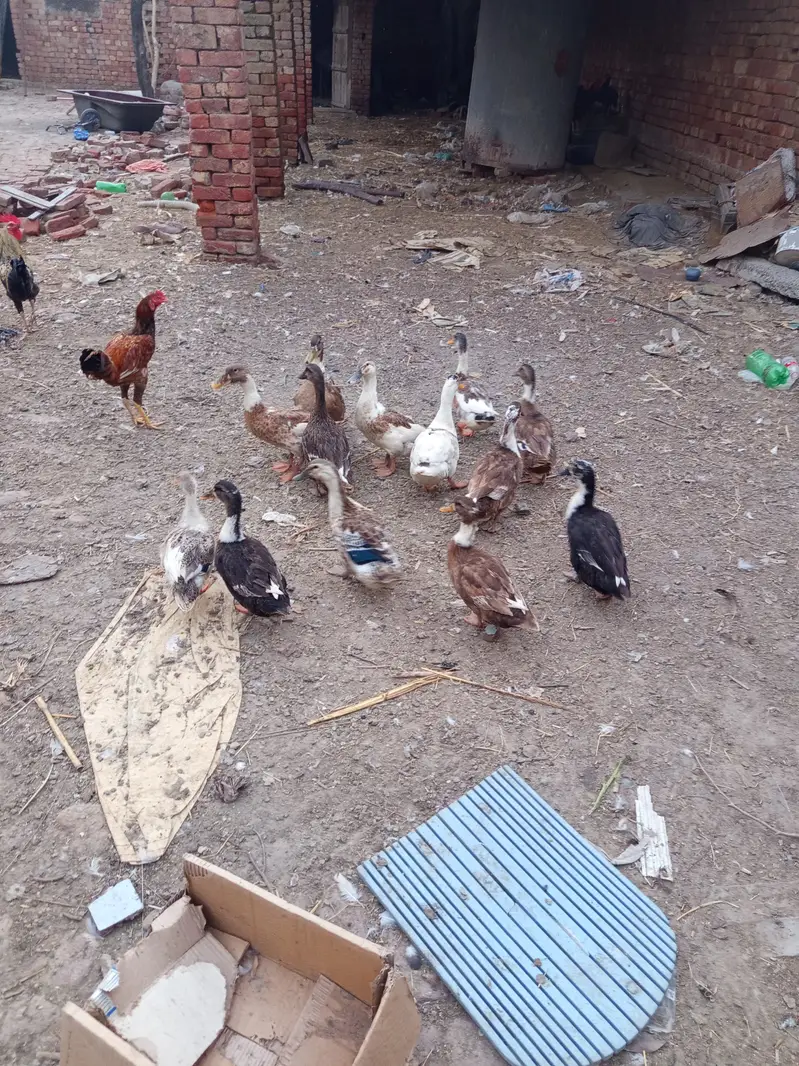 White long neck . Desi duck. Muscovy. — photo 2