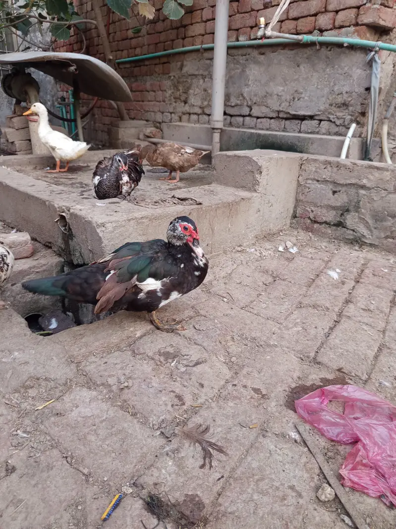 White long neck . Desi duck. Muscovy. — photo 3