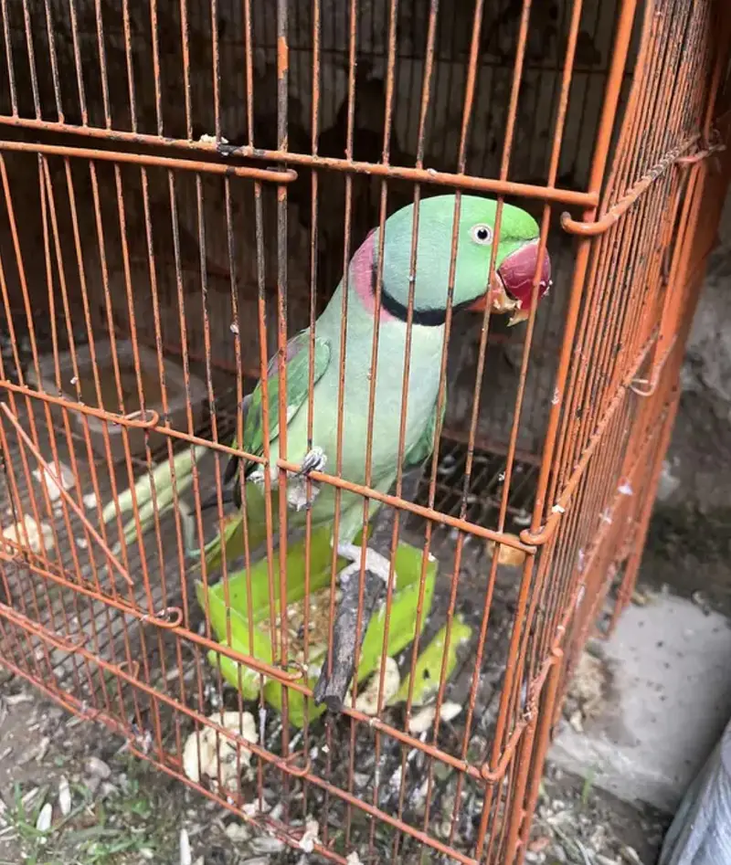 Raw parrots pair — photo 2