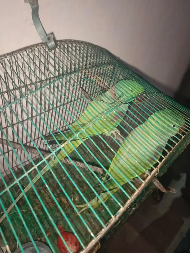 Raw parrots pair — photo 3
