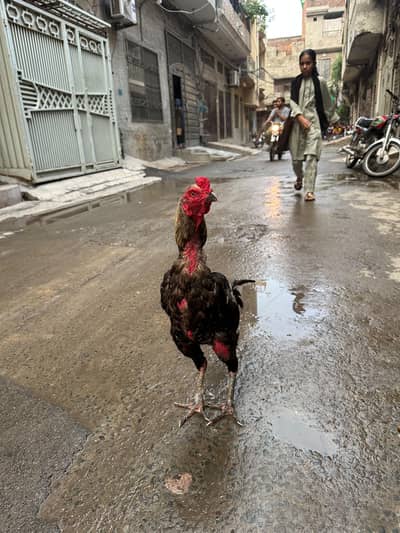 pure  bird Burmi normal height Fast bird
