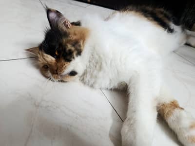 Male female cats pair for sale