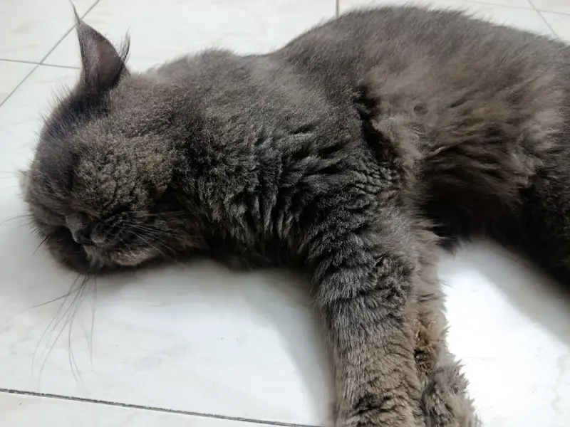 Male female cats pair for sale — photo 2