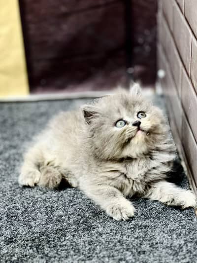 cash on delivery available Persian punch face cat kitten