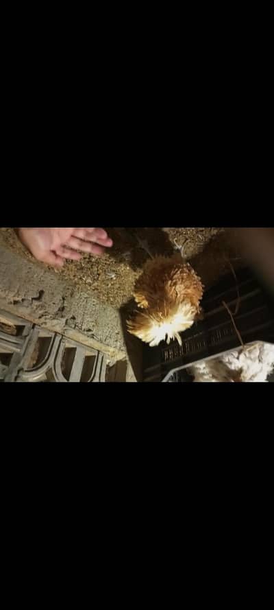 silkie and polish vaccinated breed