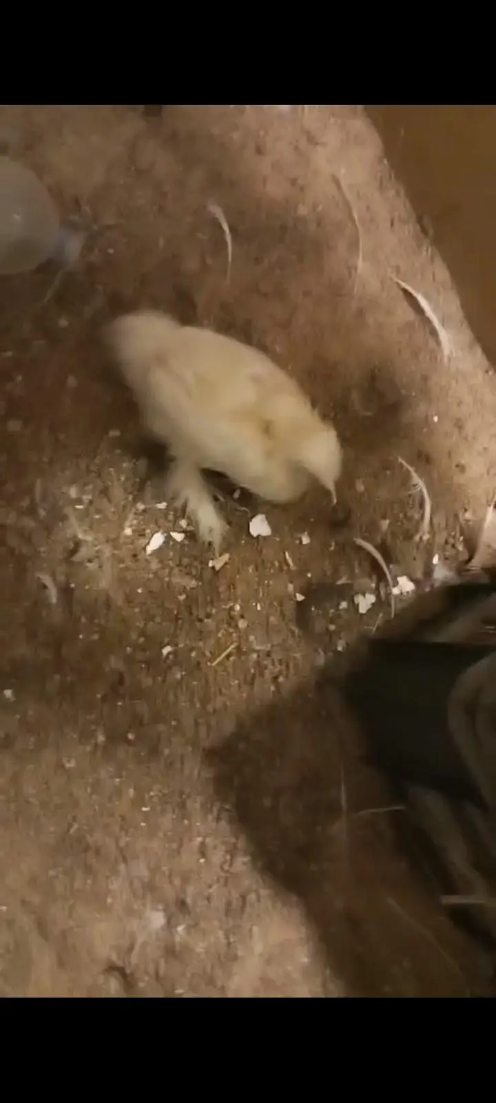 silkie and polish vaccinated breed — photo 4