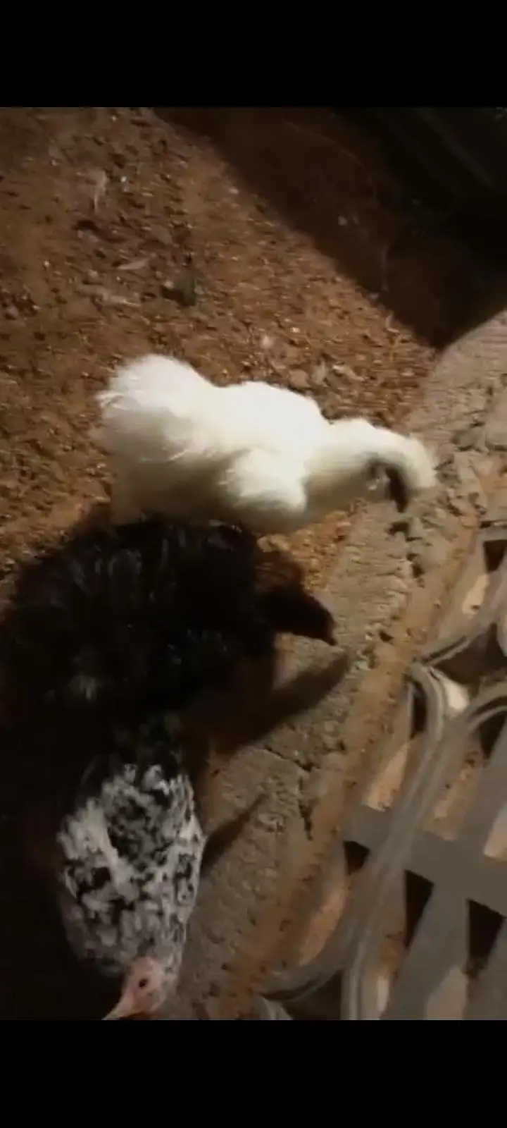 silkie and polish vaccinated breed — photo 6