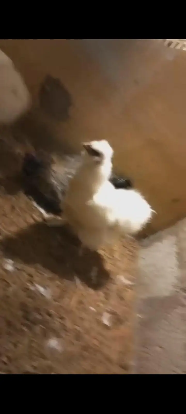 silkie and polish vaccinated breed — photo 8