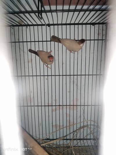 finches