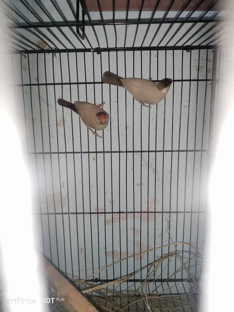 finches 0