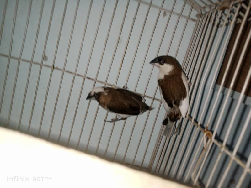 finches 1