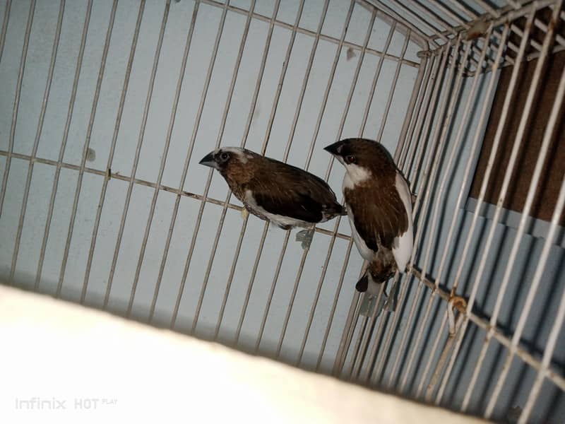 finches 2