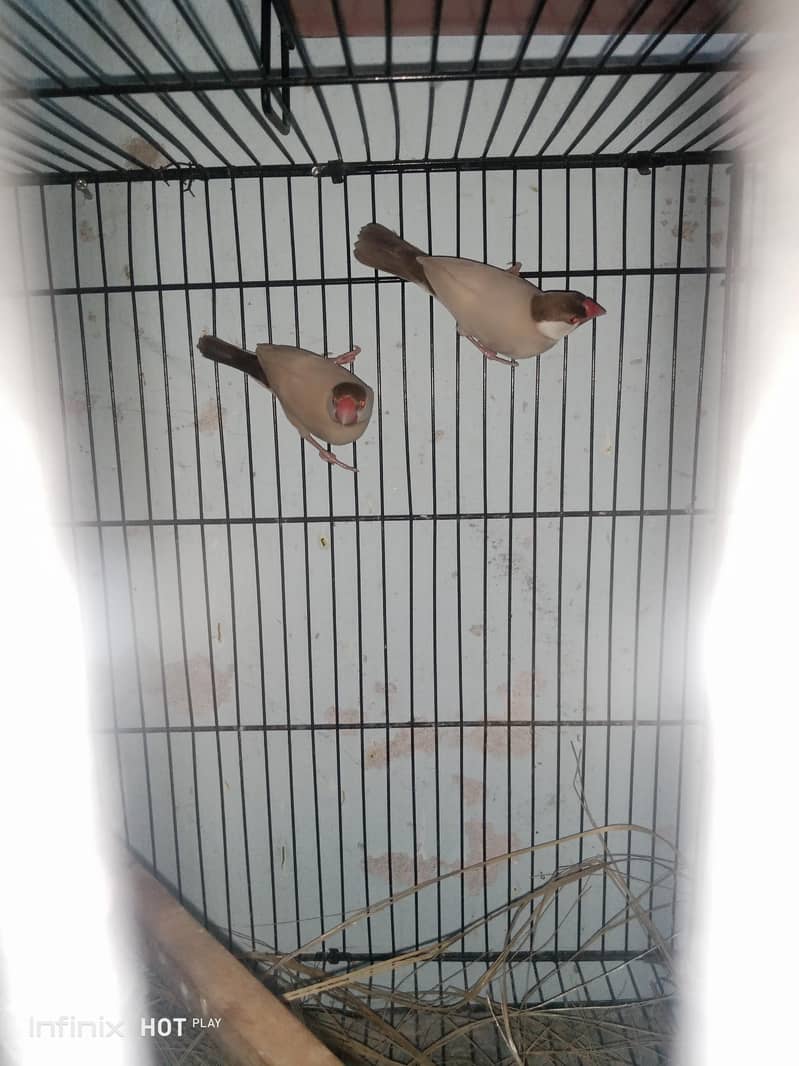 finches 3