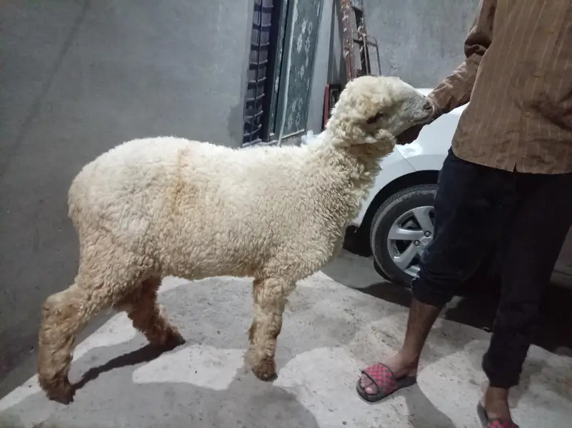 mundra ha or boti bhair — photo 4