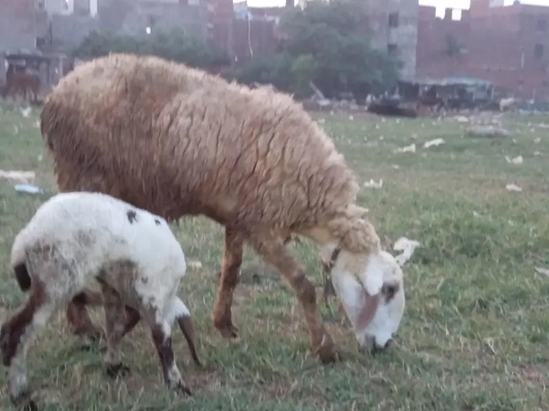mundra ha or boti bhair — photo 5