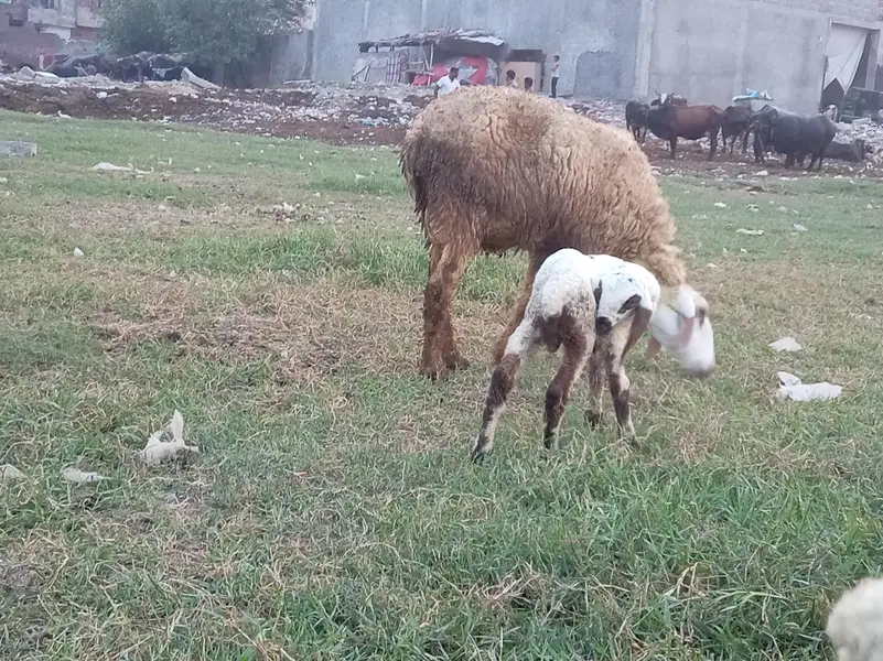 mundra ha or boti bhair — photo 9