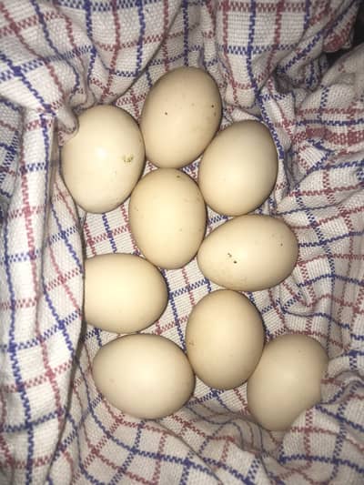 German o Shamo Fertile Eggs