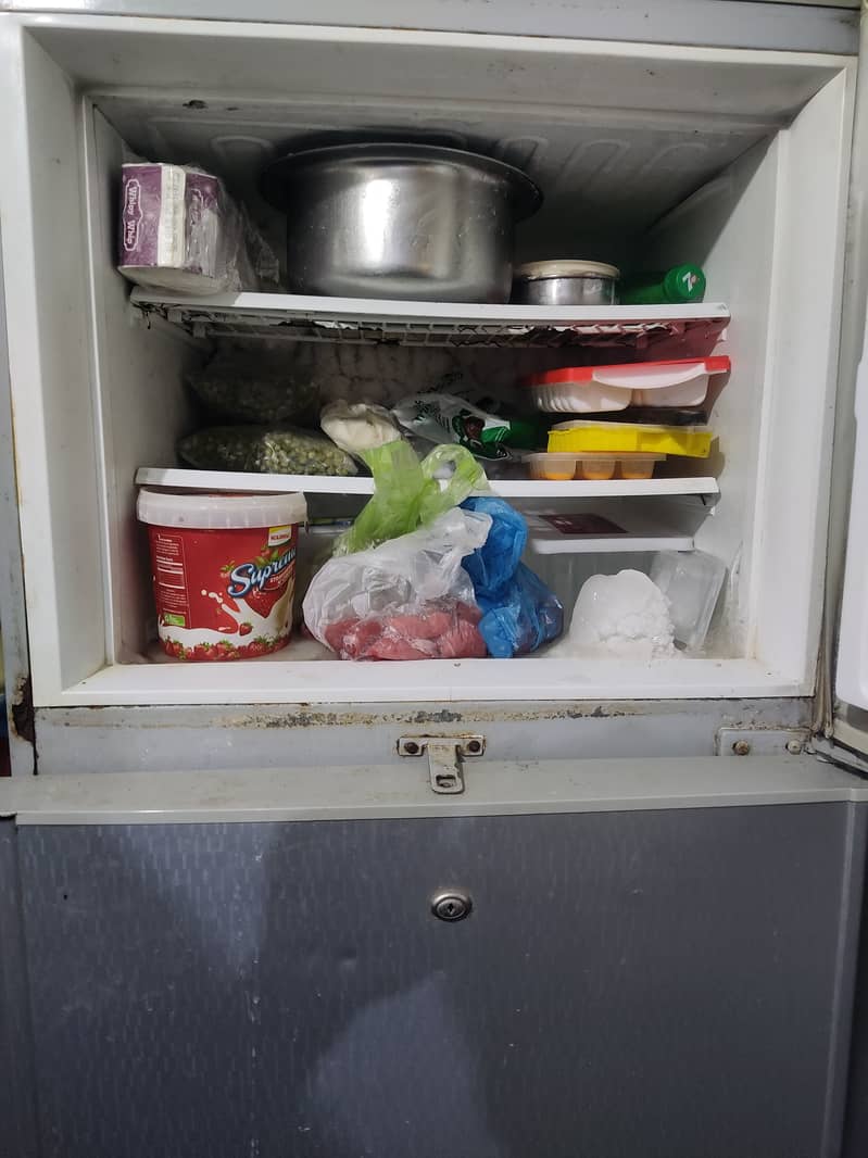 Pel Fridge 3