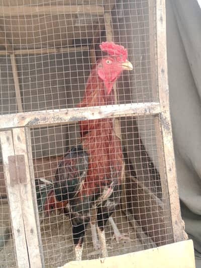 Aseel pair available