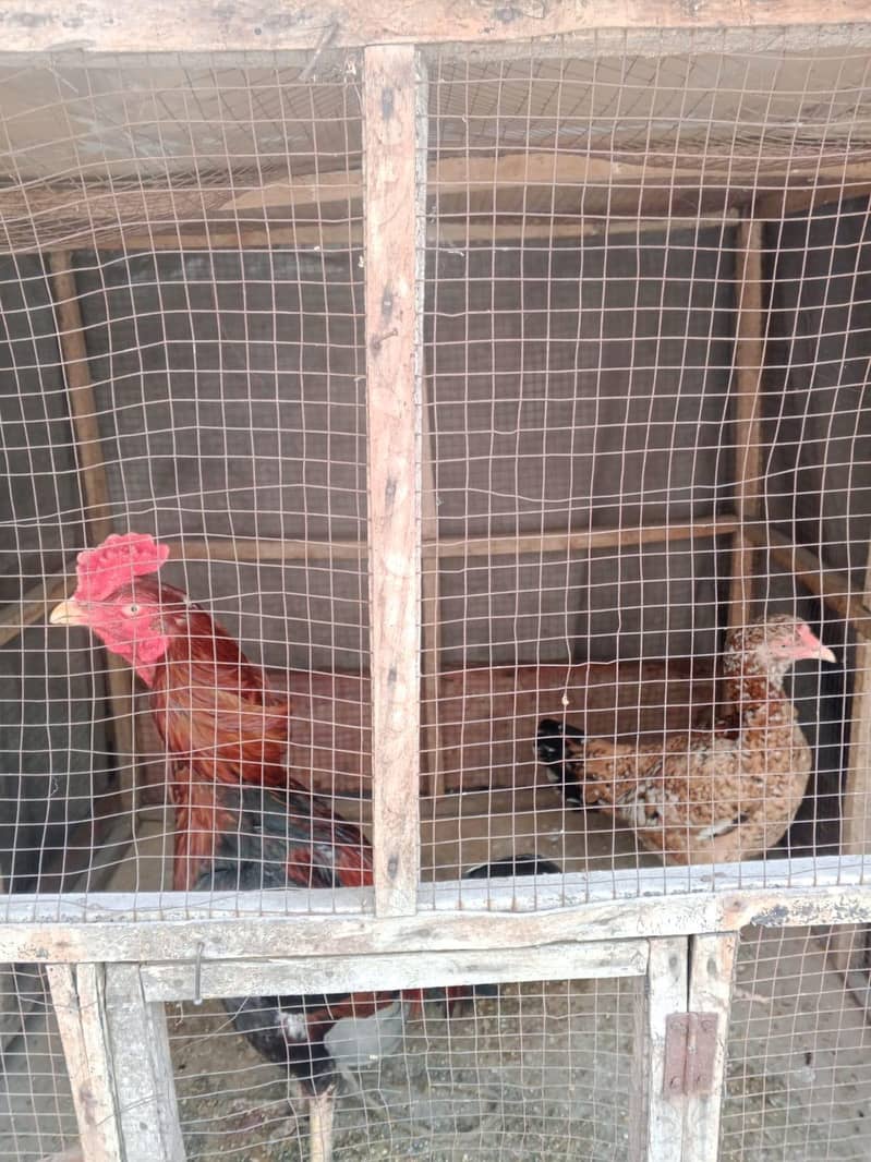 Aseel pair available 1