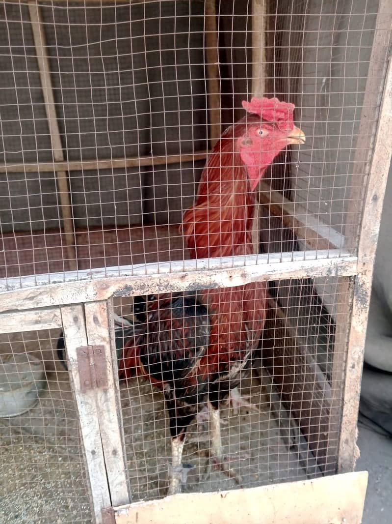 Aseel pair available 2
