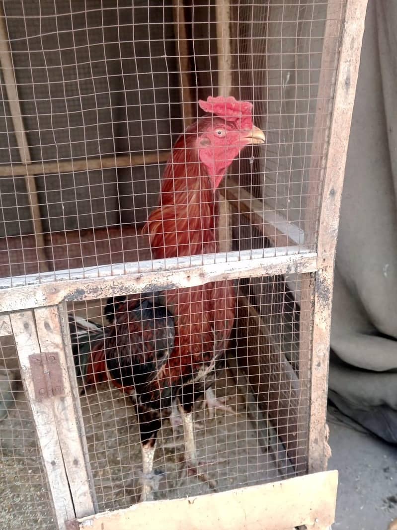 Aseel pair available 4
