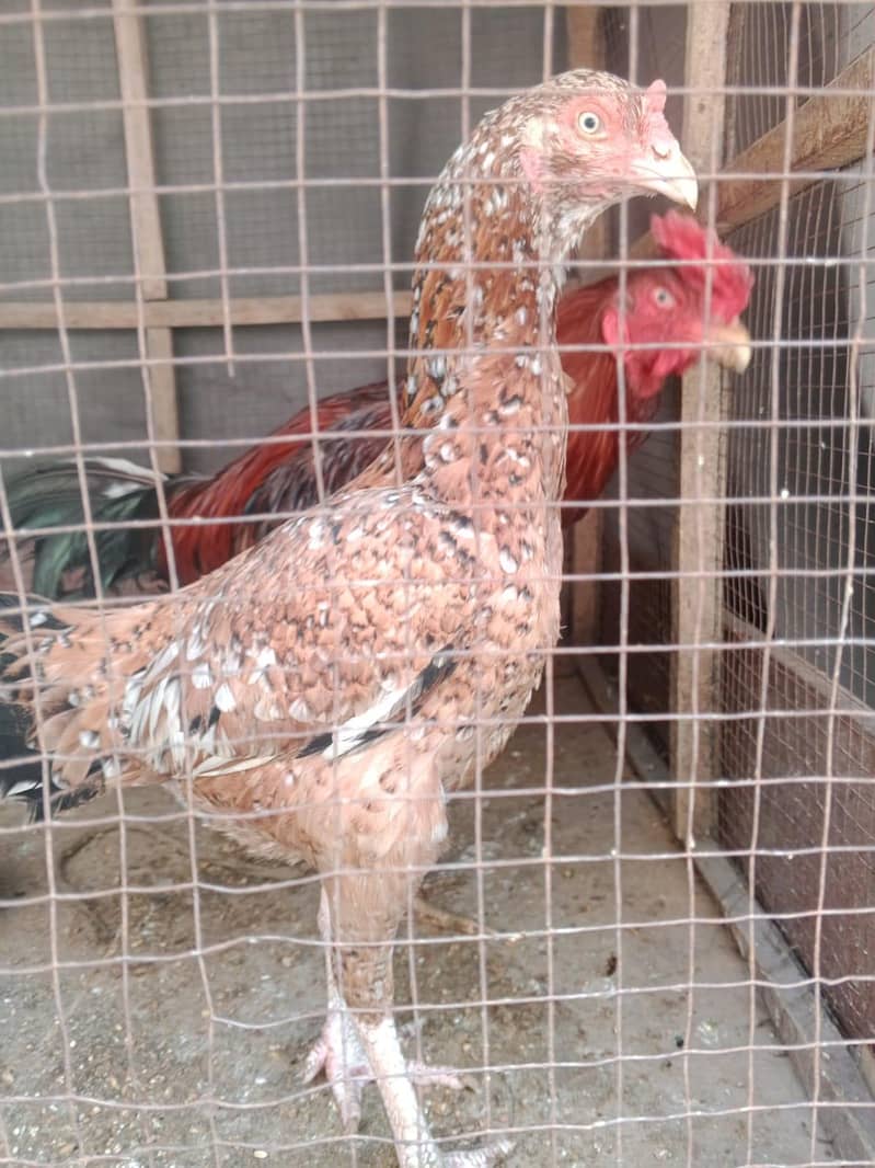 Aseel pair available 5
