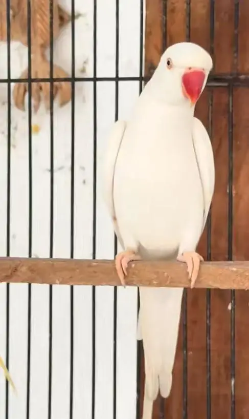 parrot with cage — photo 2