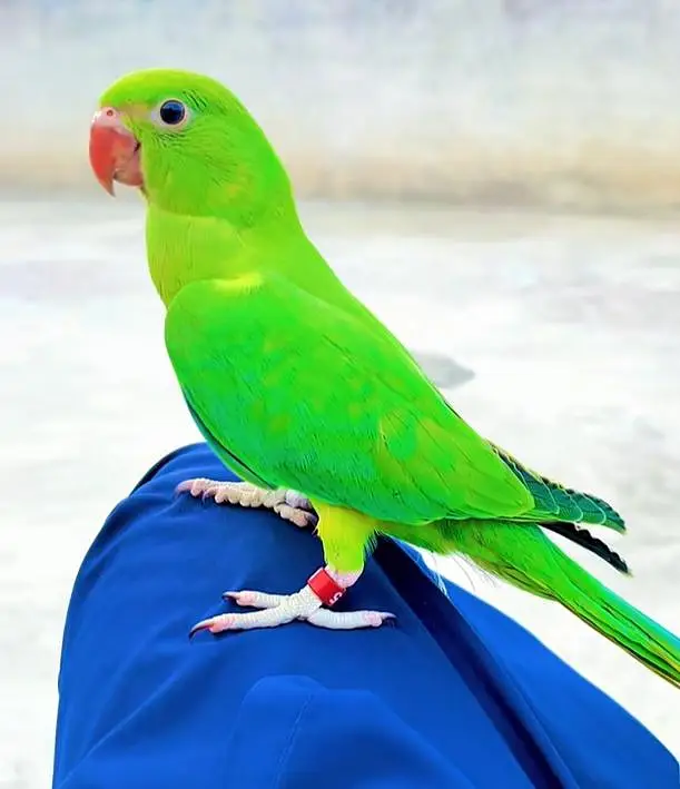 parrot with cage — photo 4