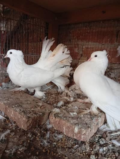 "Healthy laka penguin for sale. "