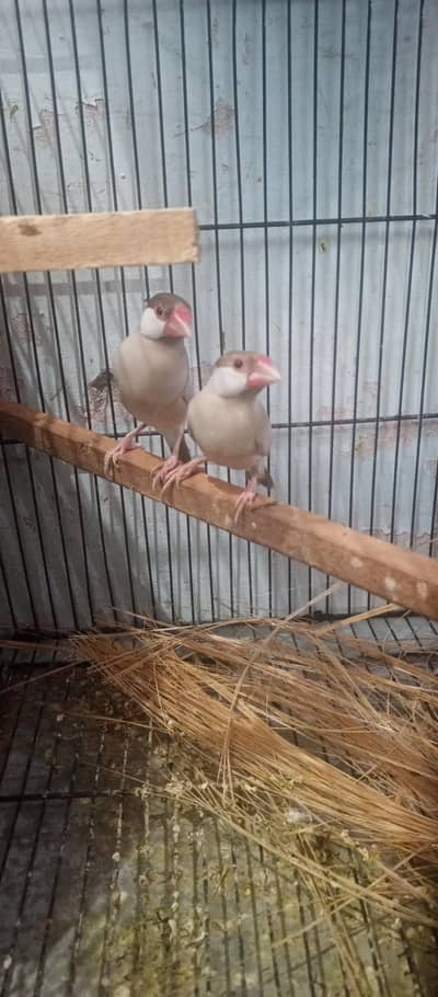 finches java and bangles