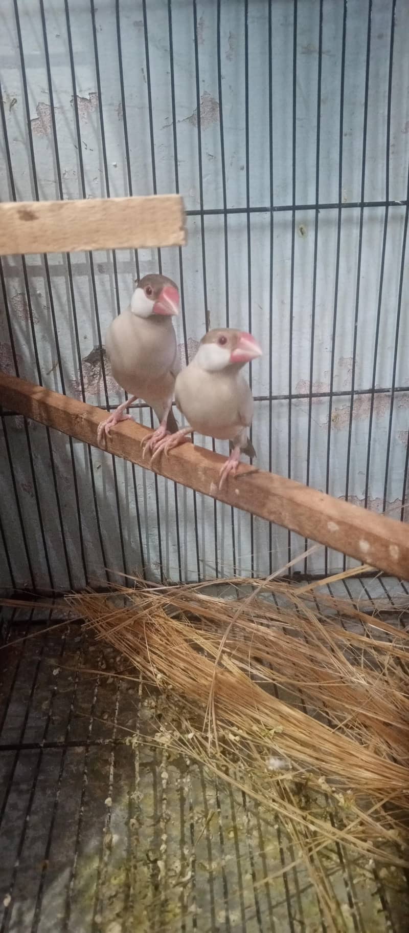 finches java and bangles 0
