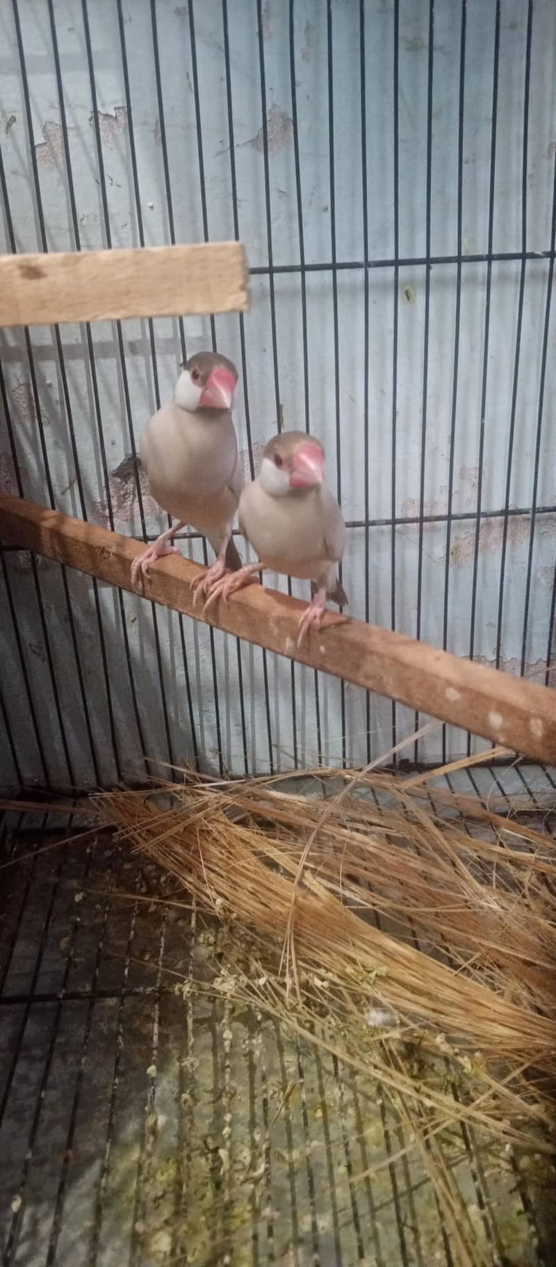 finches java and bangles 2