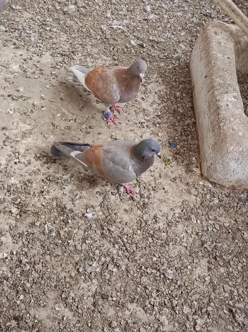 pair ha 2   r — photo 2