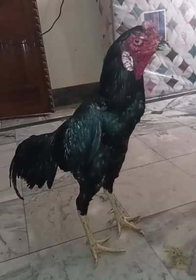 japani pakoya male for sale jet black fast bird
