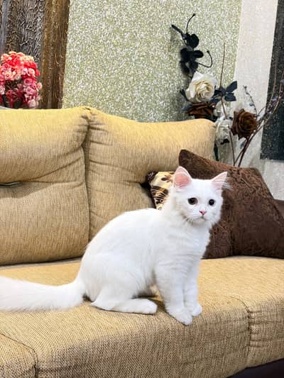 Persion cat hazel eyes blue and orange eyes