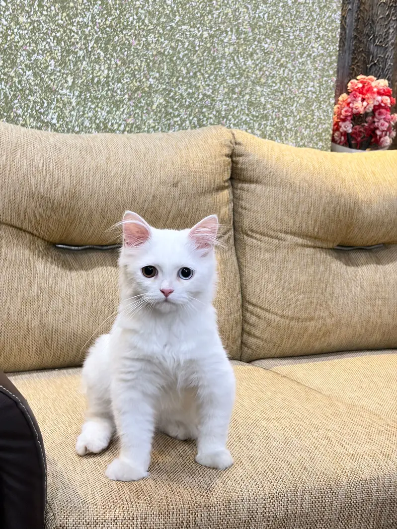 Persion cat hazel eyes blue and orange eyes — photo 4